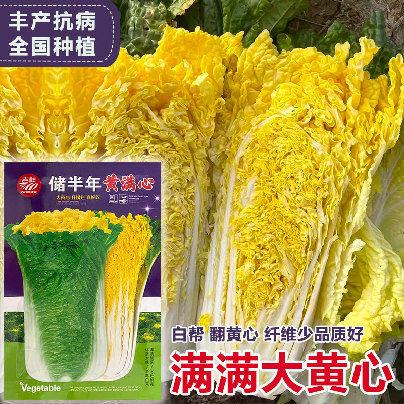 东北大白菜种子黄心冬储