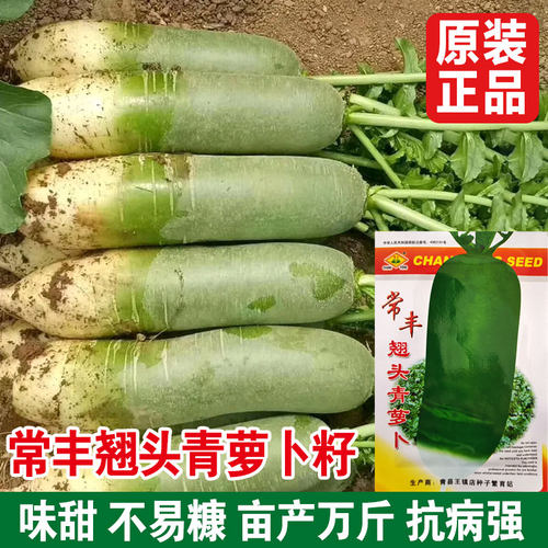 常丰翘头青萝卜种子不糠心