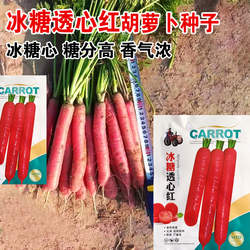 透心红胡萝卜种子水果萝卜秋播菜园阳台盆栽蔬菜籽红萝卜老品种