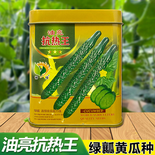 油亮抗热王黄瓜种子耐热强雌油亮绿肉种籽抗霜霉病枯萎病亩产万斤