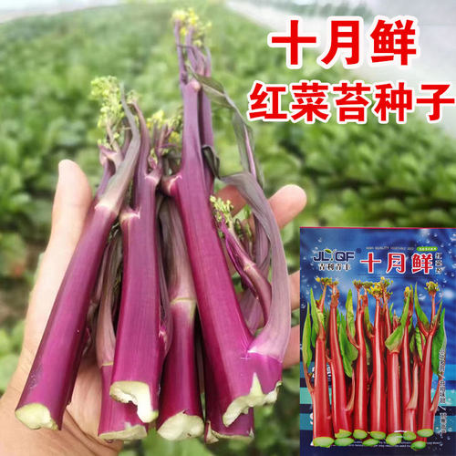 红菜苔种子种籽紫广东菜心