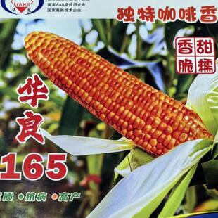 咖啡香甜糯玉米种子华良165玉米种子水果黑白黄甜糯玉米种籽包谷