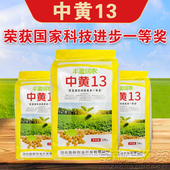 大豆种子中黄13黄豆种子高产黄豆种籽大粒抗病国产大豆种子基地用
