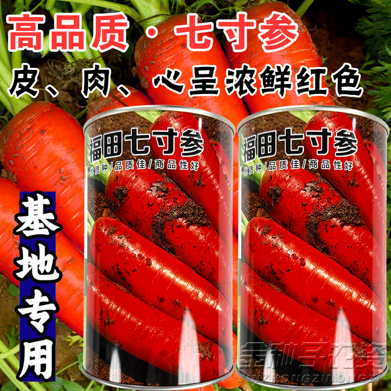 福田七寸参小顶三红胡萝卜种子
