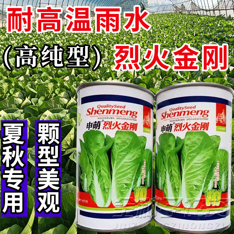 烈火金刚快菜种子 耐热耐湿夏秋小白菜抗热速生快菜蔬菜种子籽孑