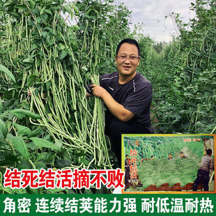 播夏季 摘不败豆角种子春季 特长豇豆种子青条架豆高产爬藤蔬菜种子