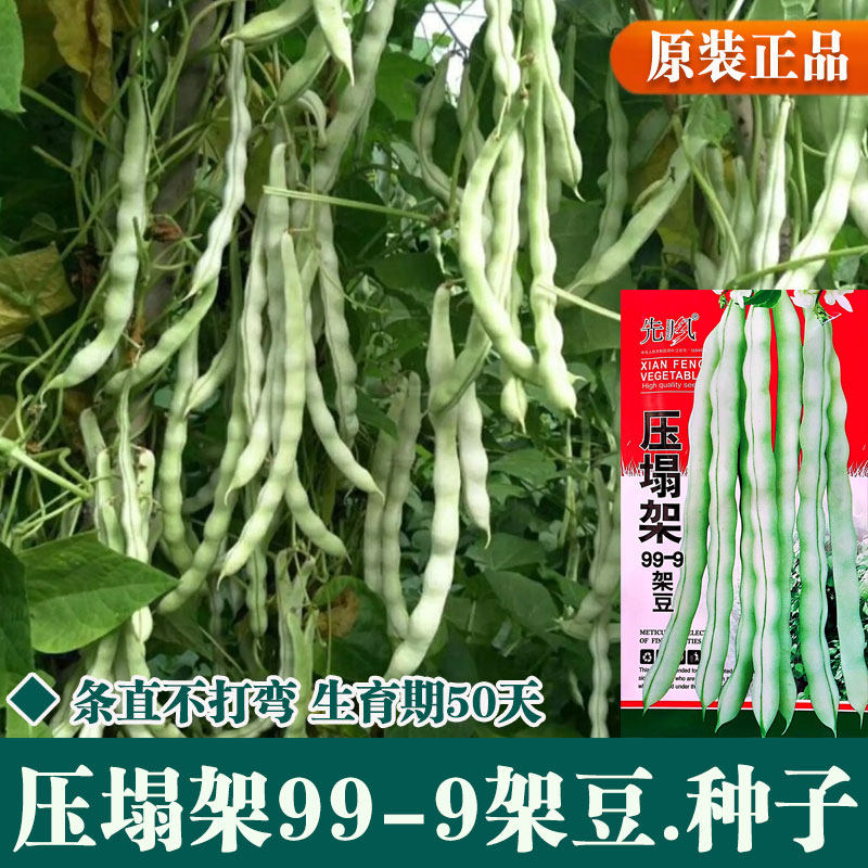 架豆王四季豆种子压塌架豆角种籽农家大棚春四季种植高产蔬菜种孑