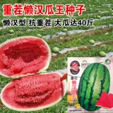 Ленивый мужчина Ван очень большой гигантский ленивый мужчина семена арбуза