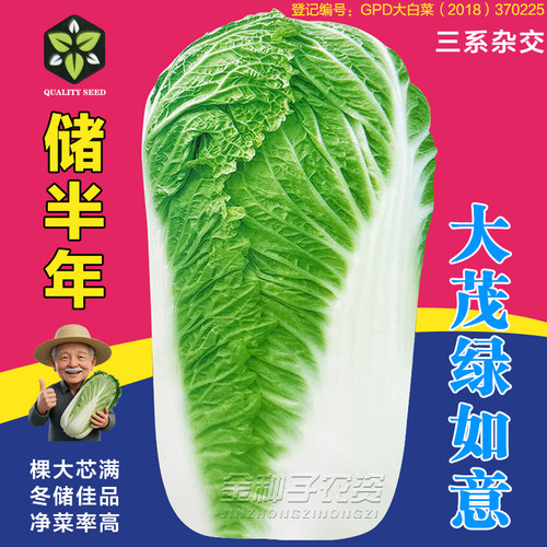 东北三年生大白菜种子