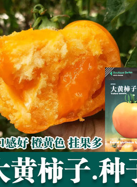 黄色大西红柿种子沙瓤大黄柿子种子老品种西红柿阳台盆栽蔬菜种子