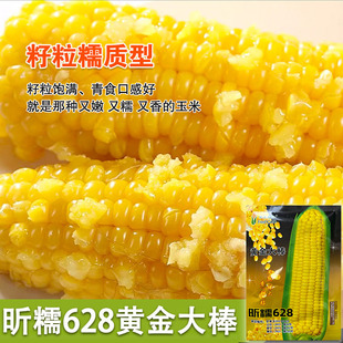 黄糯粘玉米种子黄金甜粘糯大棒玉米 糯玉米种子蔬菜种子皮薄糯甜