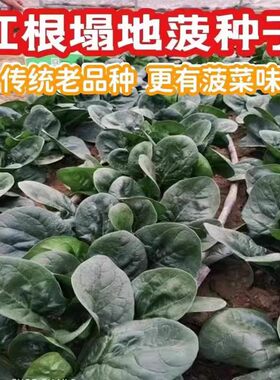 趴地菠菜种子老品种塌地菠耐寒