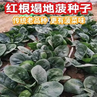 趴地菠菜种子老品种塌地菠耐寒