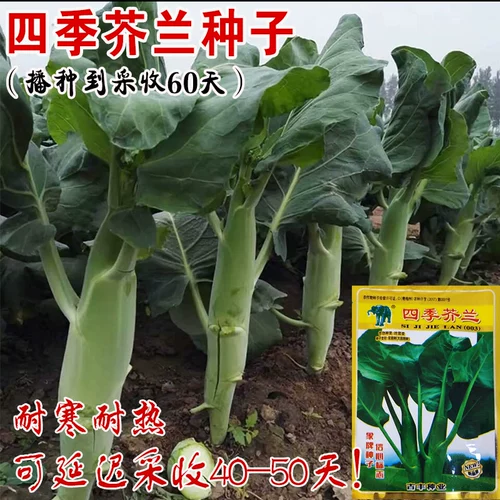 Хрустящая горчичная семена Толстая полоса Большая бамбука стреляет сладкие карку, гуандонг SI Seasons Rapeed Big капуста, семена осенних овощей.