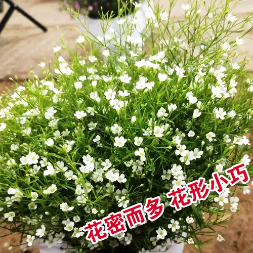 [Семена с полным небом] Цветочные семена легко сажать в горшке в горшке цветы многолетние цветы и семена травы зеленые растения