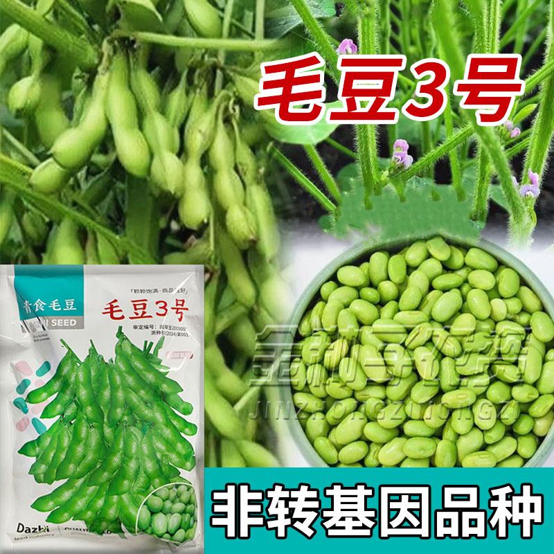 高产早熟菜毛豆种子春季夏季播图片