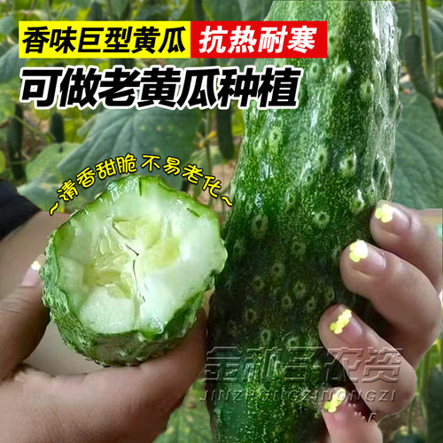 抱不动巨型大刺晚黄瓜种子秋黄瓜蛤蟆眼小老介黄瓜籽带刺大疙瘩