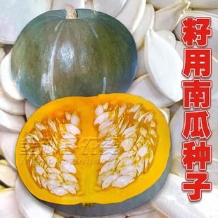 多籽南瓜种子种籽专门产籽高产食用籽用西葫芦片大粒多白瓜子种