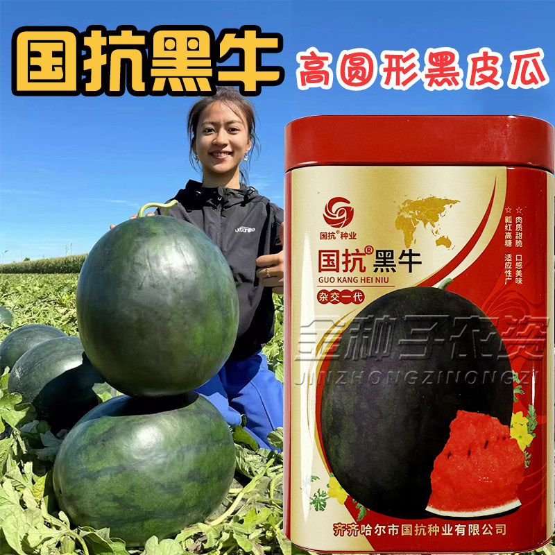 国抗黑牛西瓜种子高圆黑皮甜