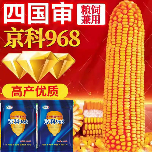 京科968高产玉米双棒抗旱