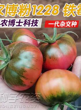 正宗铁皮柿子丹东西红柿种子苗水果草莓番茄种籽盆栽四季蔬菜种孑