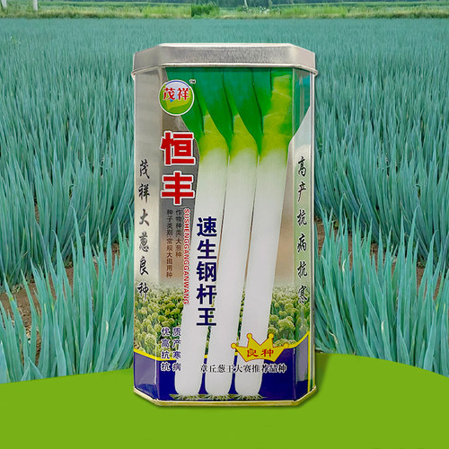 章丘大葱种子山东大葱种子