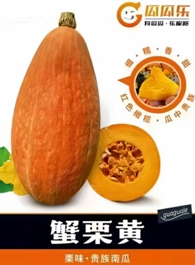瓜瓜乐蟹栗黄南瓜种子贝贝栗黄南瓜种子贵族南瓜籽高产抗病蔬菜籽