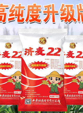 优质强筋冬小麦种子高产