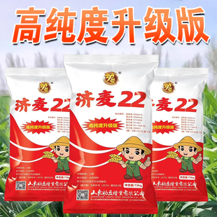 优质强筋冬小麦种子高产小麦济麦22小麦种子矮秆抗倒大穗原种