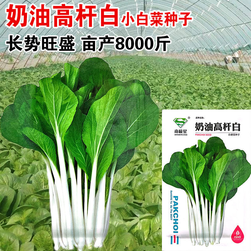 长梗白菜种子壶瓶长梗白种籽花叶高梗白高杆箭杆小白菜青菜蔬菜孑