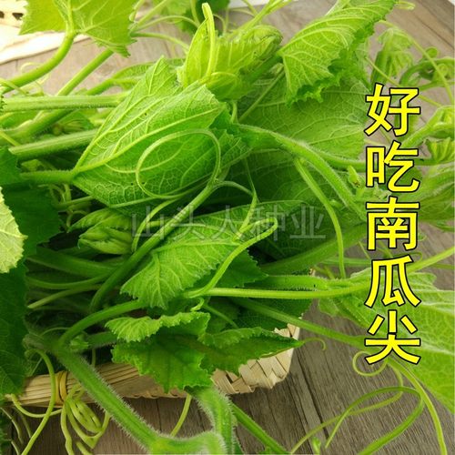 南瓜尖苗种子好吃高产