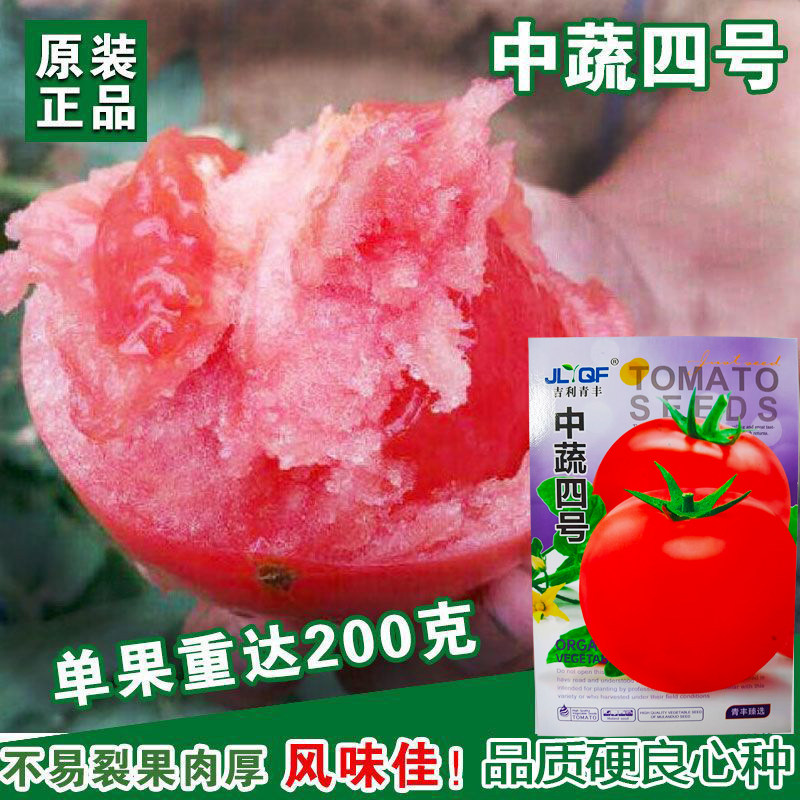 【中蔬四号番茄种子】四季播大番茄籽菜园盆栽庭院西红柿蔬菜种子