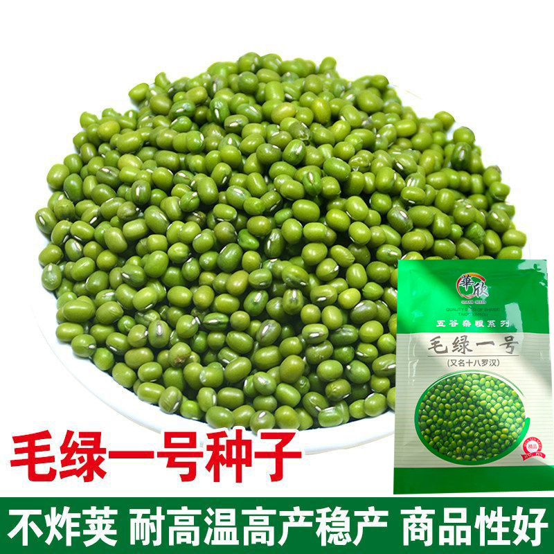 毛绿一号绿豆种子春播豆子种子早熟高产抗病好春季种子秋季菜园种