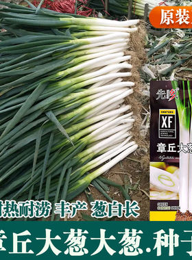章丘大葱种子葱白长耐寒