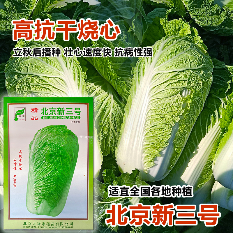 北京新3三号大白菜种籽秋季冬储