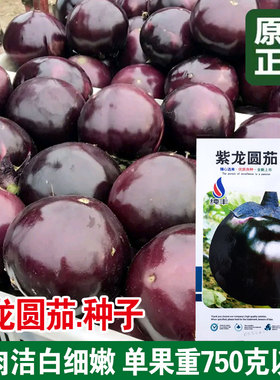 圆茄种子茄子苗孑高产黑紫色菜特大圆蔬菜秧茄种籽秧苗品种茄苗