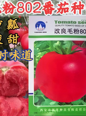 毛粉802番茄种子沙瓤酸甜口感型