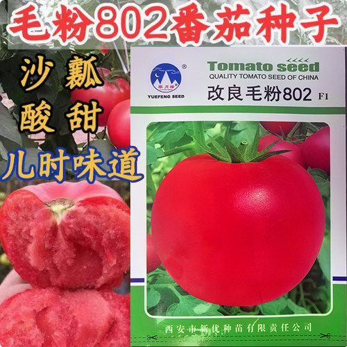 毛粉802番茄种子沙瓤酸甜口感型
