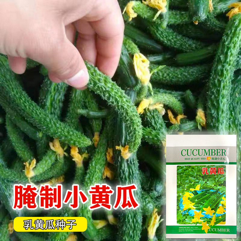 酱青瓜腌制菜小黄瓜乳黄瓜种子咸菜泡菜酸菜四季春季菜园蔬菜籽孑