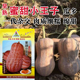 早熟蜜甜小王子南瓜种子蜜本南瓜小密本种子一代杂交甜粉糯真好吃