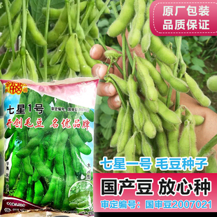 特早熟毛豆种子国审毛豆种籽70天成熟高产鲜食青豆黄豆毛豆种子籽