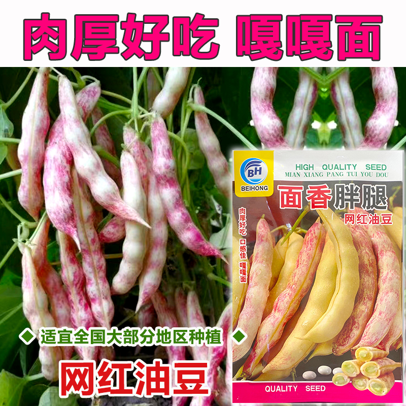 东北红金勾钩豆角种子种籽