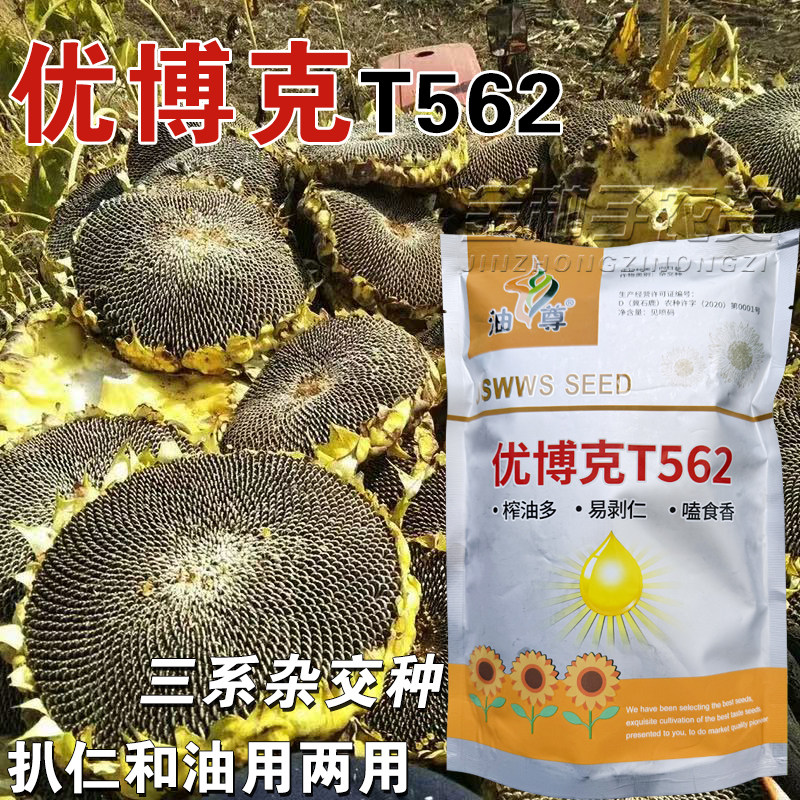 优博克T562向日葵种子榨油香葵