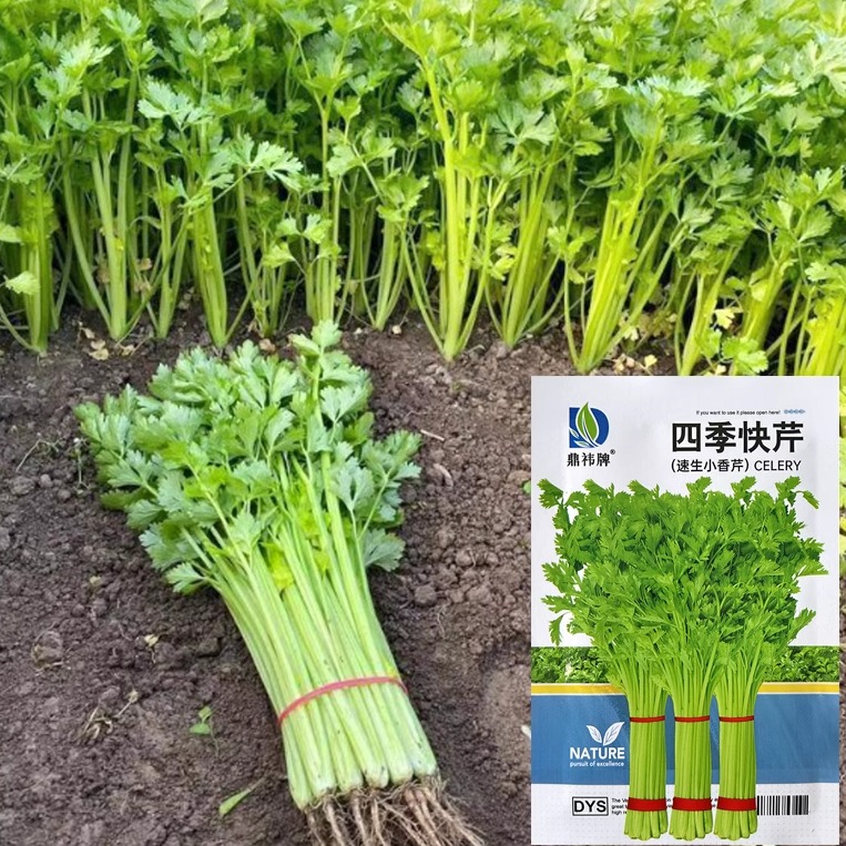 四季老品种实心小香芹芹菜种子