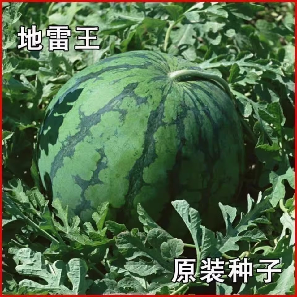 懒汉地雷阳台庭院盆栽西瓜种子