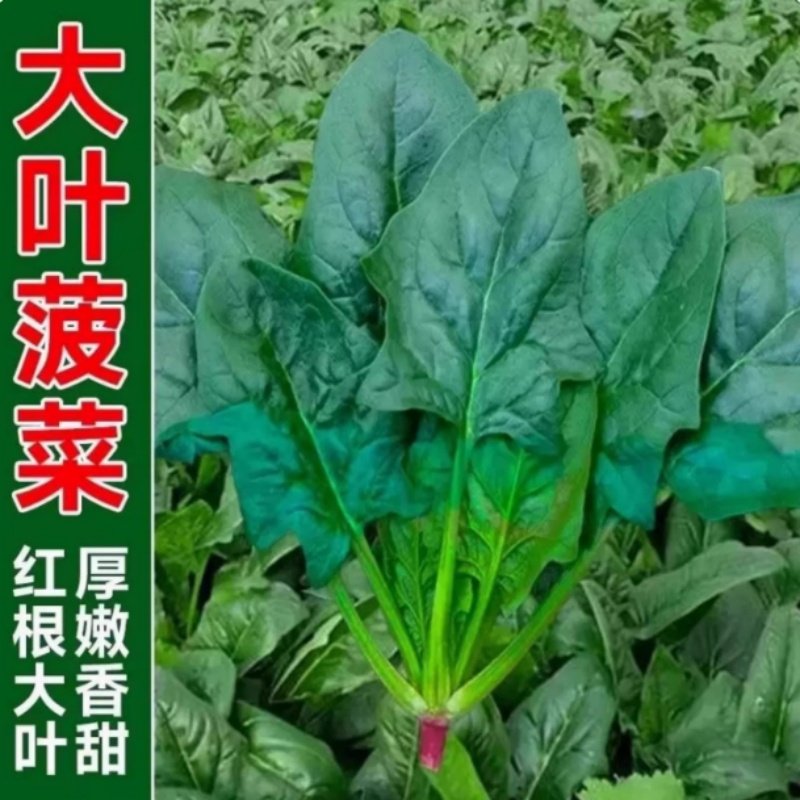 大叶菠菜种子四季蔬菜冬季籽种冬天种籽耐寒菜种盆栽波菜孑菜籽子,鲜花速递/花卉仿真/绿植园艺,家庭园艺种子,淘宝优惠券,粉丝福利购,淘宝优惠卷