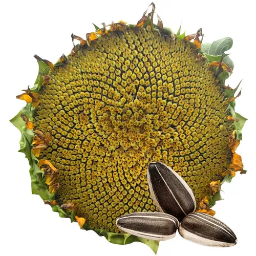 Большие съедобные семена подсолнечника с высоким уровнем урожая.