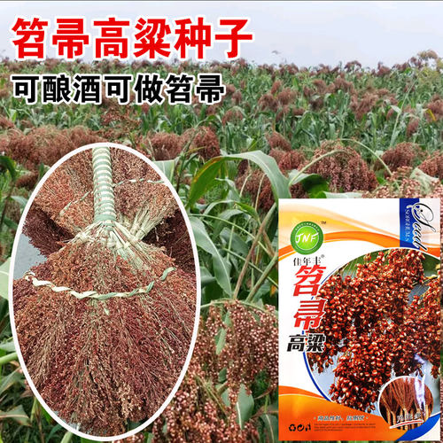 扫把笤帚高粱种子长杆播种