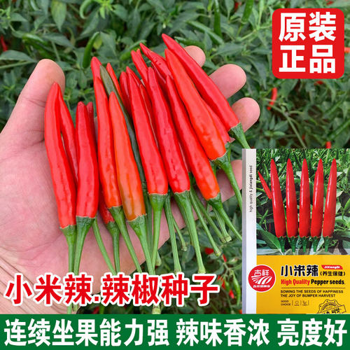 小米辣辣椒种子香辣味浓