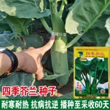 Хрустящая горчичная семена Толстая полоса Большая бамбука стреляет сладкие карку, гуандонг SI Seasons Rapeed Big капуста, семена осенних овощей.